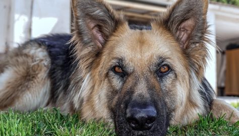 What to Look For in a Family Protection Dog