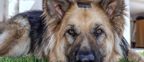 What to Look For in a Family Protection Dog