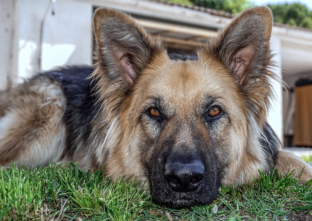 Gentle giants shop dog food petsmart